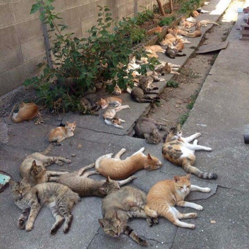 heaven of cats