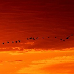 A DAY OF FLIGHT - J David Ojeda