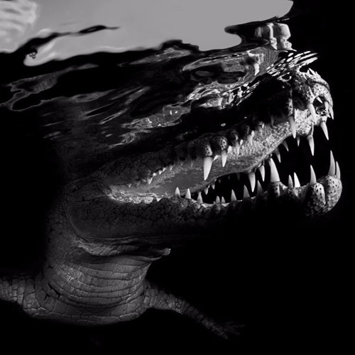 Hackler & Kuch - Crocodile (MBASSADOR Remix)