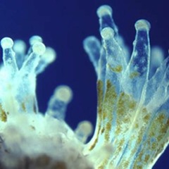 Zooxanthellae