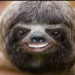 cute sloth