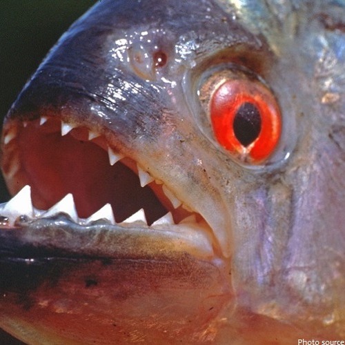 i think we've done it (PIRANHAS)