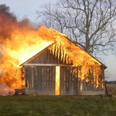The Sorrows And Fatigues Of Rural Field Mice