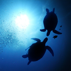 Alignment Vol. 2 [Chillout-Lounge-Jazz]