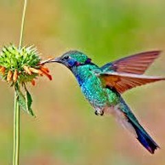 DJ Grek!- Colibri On LSD Island Mix
