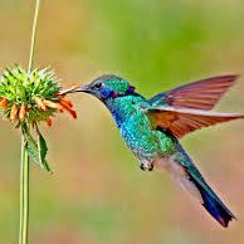 DJ Grek!- Colibri On LSD Island Mix