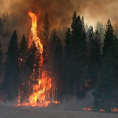 Hymn to the Evergreens 2 [Produced by Alexa Melo]