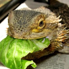 Dragon Salad