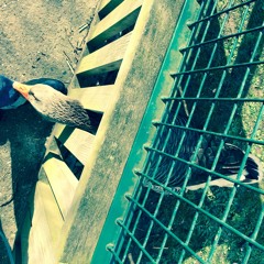 Animal Machine (Teaser)