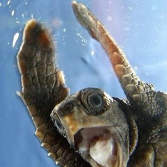 ISSA RICO  FEAT . L3AN - BURYYOURTURTLES!