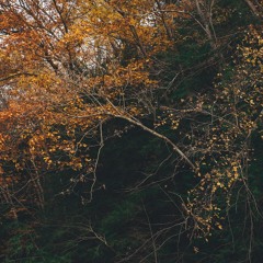The Descent Of Autumn