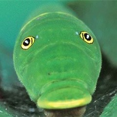 The Big Fat Green Caterpillar (ft SUNTROOP)