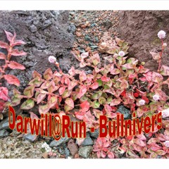 Darwill - Techno - Set -  Bullnivers - Remix Stems