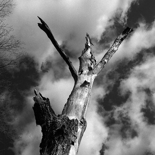 As Tall as Dawn and as Wise as Day