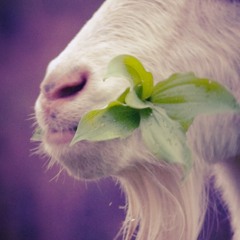 Goat Mouth (Prod. CjD)