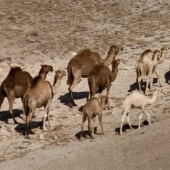 Camel