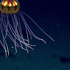 Ocean Collection One: The Deep
