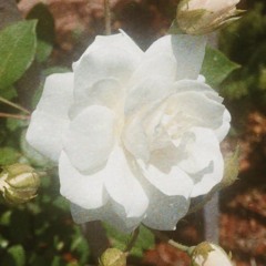 Trust Issues (Prod. sohiala)