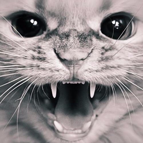 Instigator - She Hissed (SveTec Remix) Coming Soon on MadMade