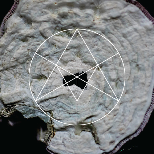 Mysteries of the Deep LXXX - LEECH | COSI