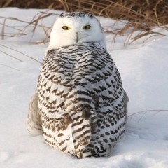 Looking for Owls with Gundry