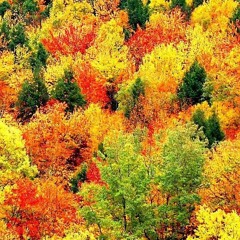 All The Birds In My Heart