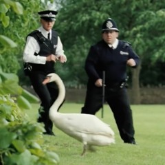 WiJjY & Focuss - Its A Swan FREE DL