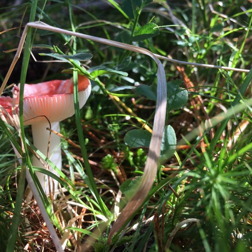 One Medleenno & Nagval - Shompale