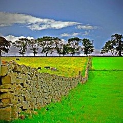 Grass Is Greener On The Other Side