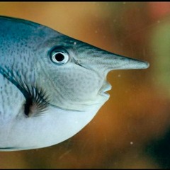 some things last a long time (Daniel Johnston cover)