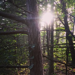 lofi melody