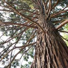 Joy (completely dodge phone recording because honestly who has time to record or even sing songs correctly with a four month old baby)