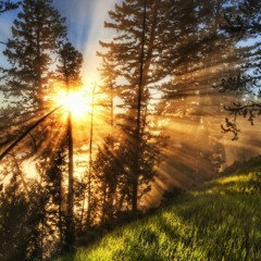 Música del Bosque - Luz De Sol (Sunlight)