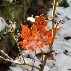 The Circle Game ( Joni Mitchell song)