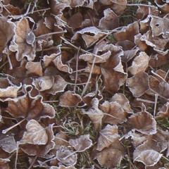 Autumn Leaves