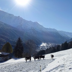 Geluid #3: klingelende koeien