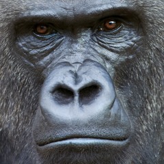 //SILVERBACK//