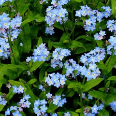 Super Junior - 비처럼가지마요 ( One More Chance )