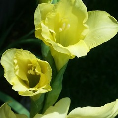 Abortion Diary Entry 163: Hunt, 33 (Bossier City, LA 2015)