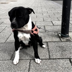 One day you're the Dog - Javas (Recorded & Mixed)