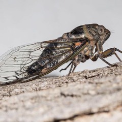 Cigarras ibicencas