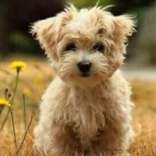 Dj Anjing Kacili By Marcow On Soundcloud Hear The World S Sounds
