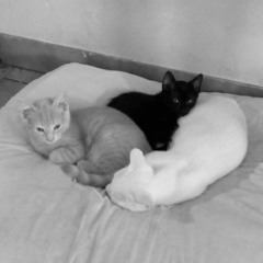 Kat Love