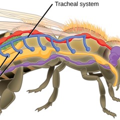 The System