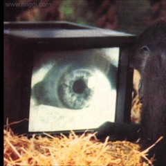 Roger Waters (Amused To Death "1992") - [Vintage Audio Mastering]
