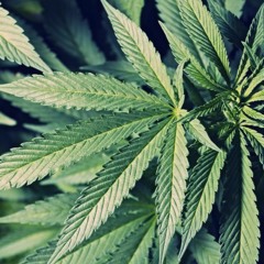 GREEN (prod. by HMCJoko2)