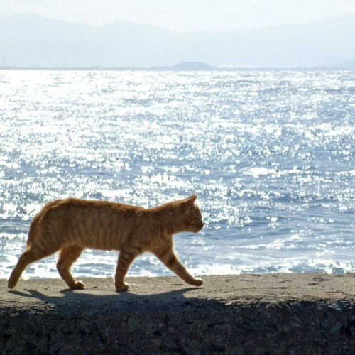猫の住むまち 日本の港町編 Ep Preview By Mizusato 猫の住むまち 日本の港町編 Ep Preview By Mizusato