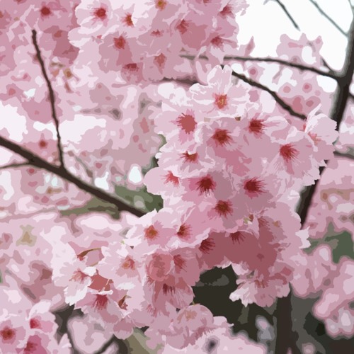 Stream Sakurá (remix) by ELLESAPPELLE | Listen online for free on