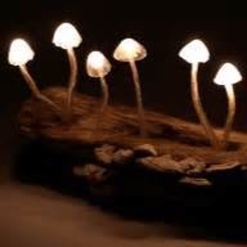 BUSINESS CASUAL (aka HNRY9 & AKEEL) - NEED SOME LIGHT