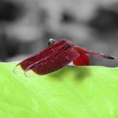 08 Mutasi Urban (Sang Korban I)